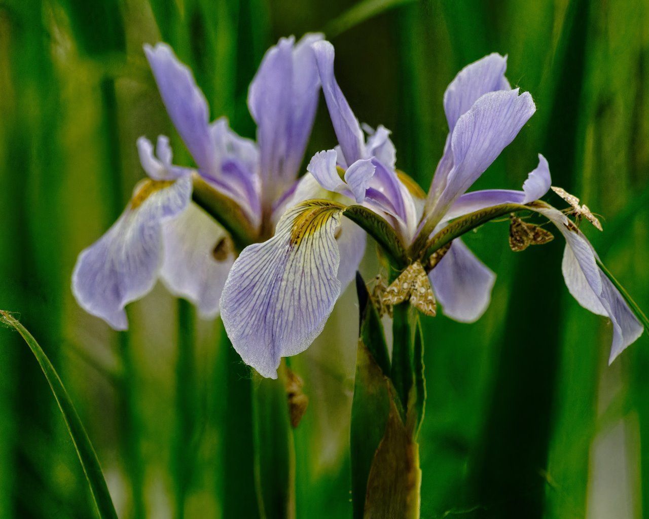 Un gros plan de deux fleurs violettes poussant dans l'herbe.