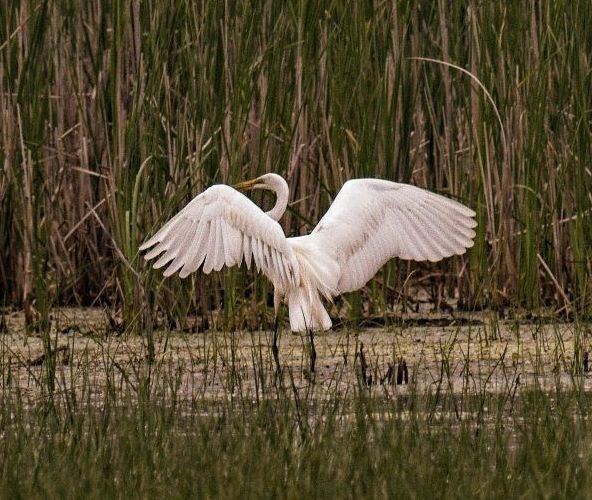 Un oiseau blanc se tient dans l'eau avec ses ailes déployées.