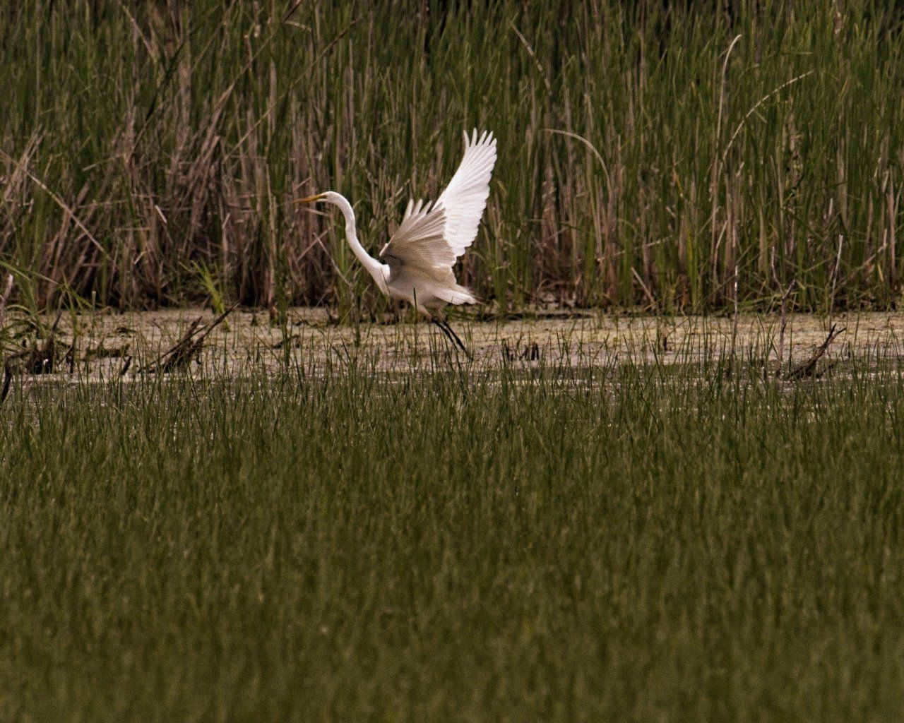 Un oiseau blanc survole un champ herbeux.