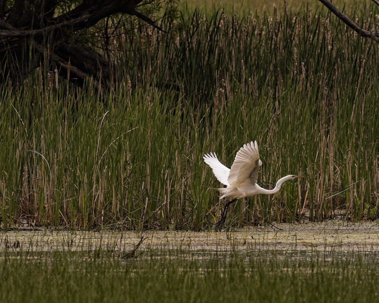 Un oiseau blanc survole un plan d'eau.