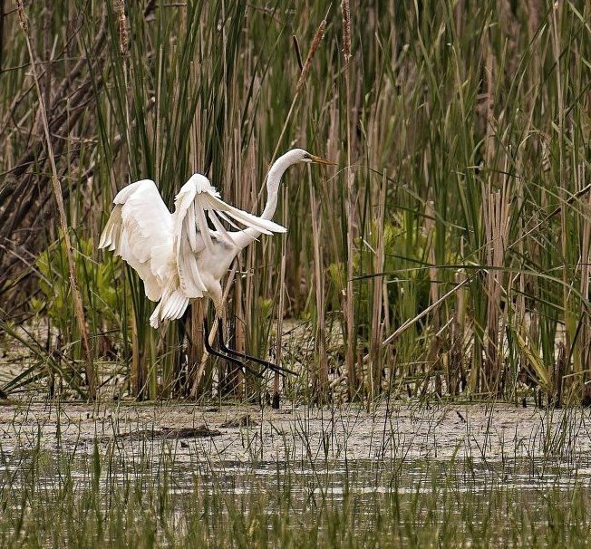 Un oiseau blanc survole un marais avec ses ailes déployées.