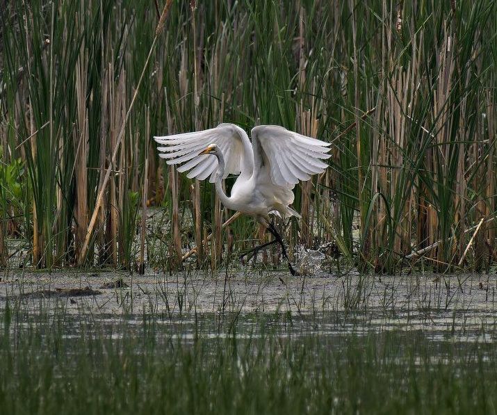 Un oiseau blanc survole un plan d'eau.