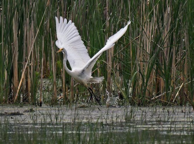 Un oiseau blanc survole un plan d'eau.