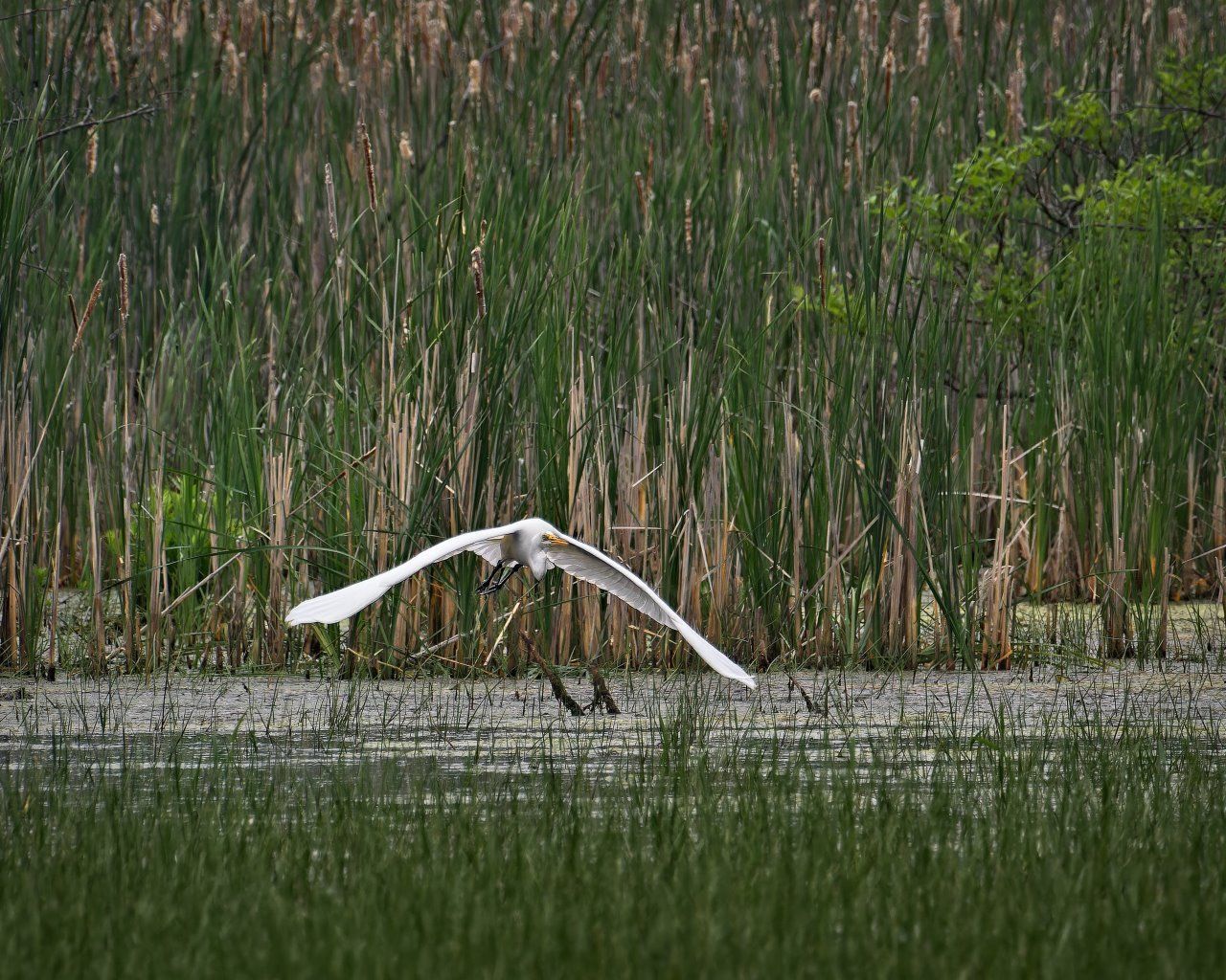 Un oiseau blanc survole un plan d'eau.