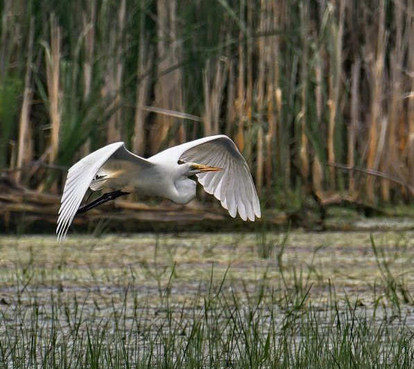 Un oiseau blanc survole un marais.