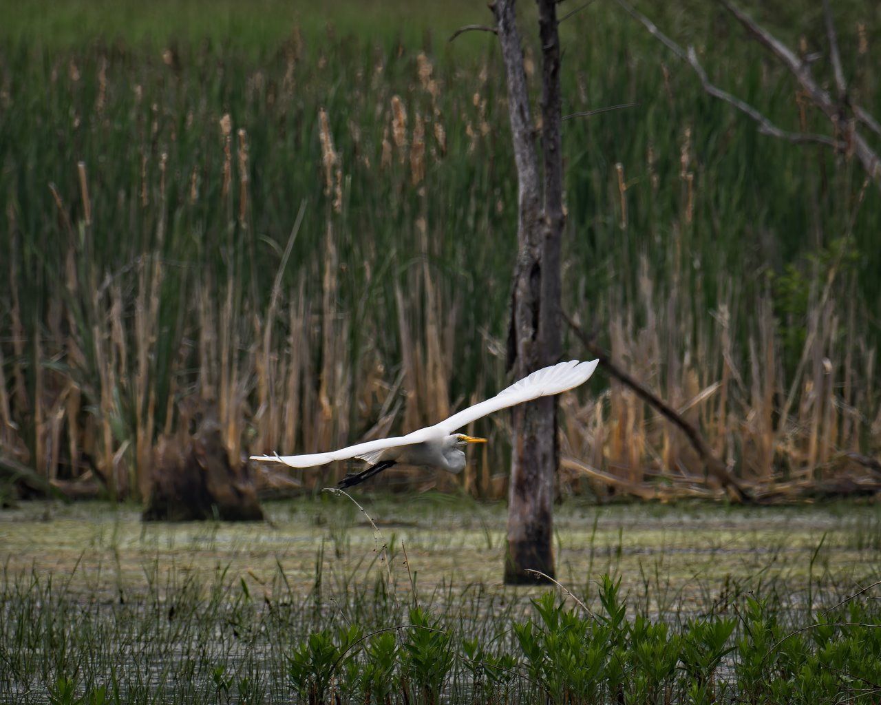 Un grand oiseau blanc survole un marais.