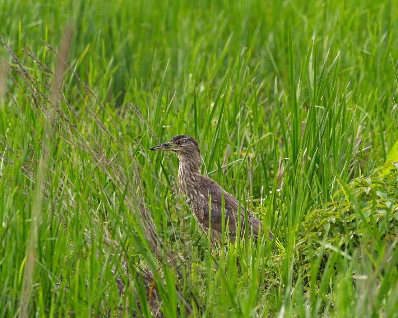 Un oiseau se tient dans l'herbe dans un champ.