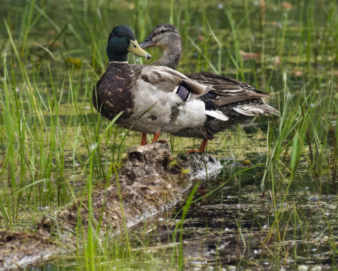 Deux canards sont debout sur un rocher dans l'eau.