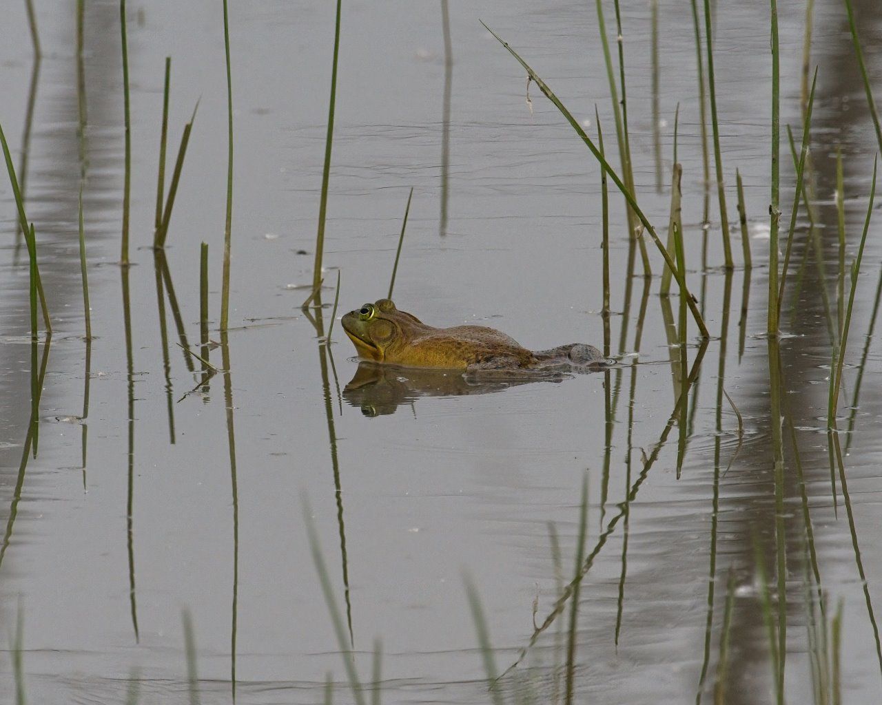 Une grenouille nage dans un étang entouré d'herbes hautes