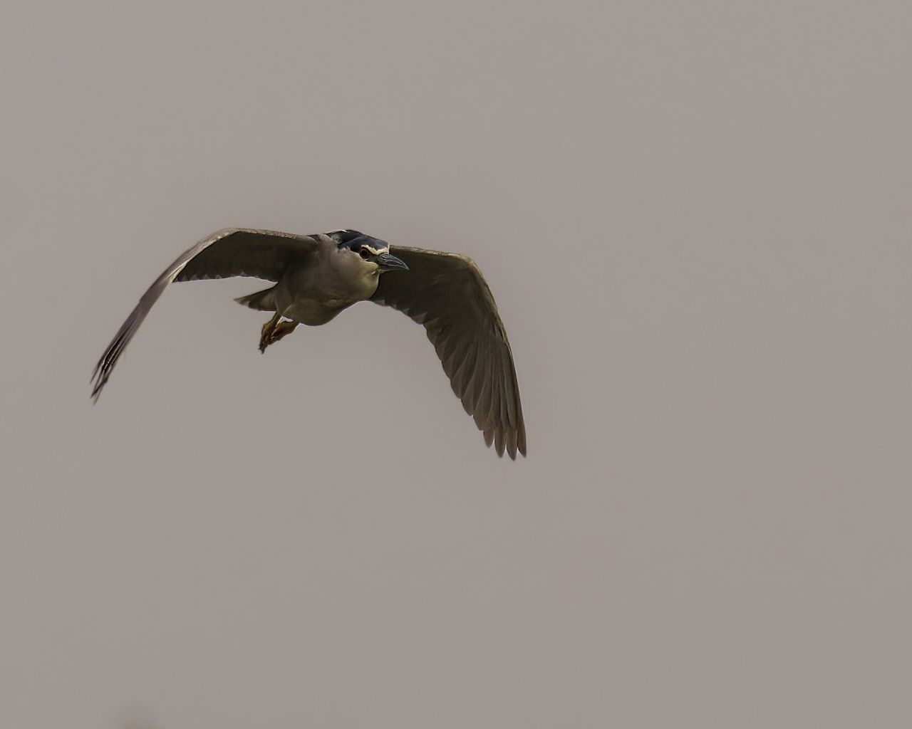 Un oiseau vole dans le ciel avec ses ailes déployées.