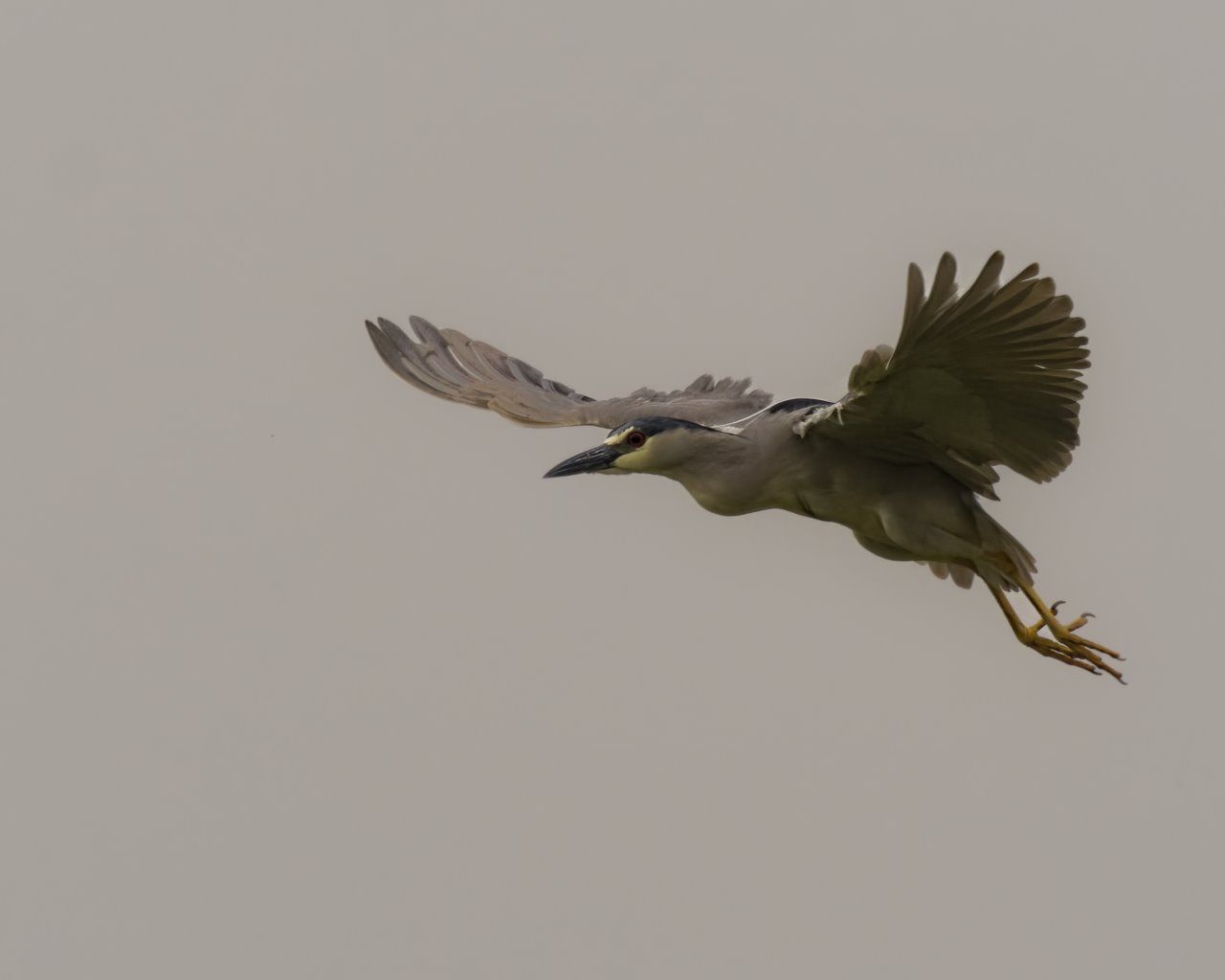 Un oiseau vole dans le ciel avec ses ailes déployées