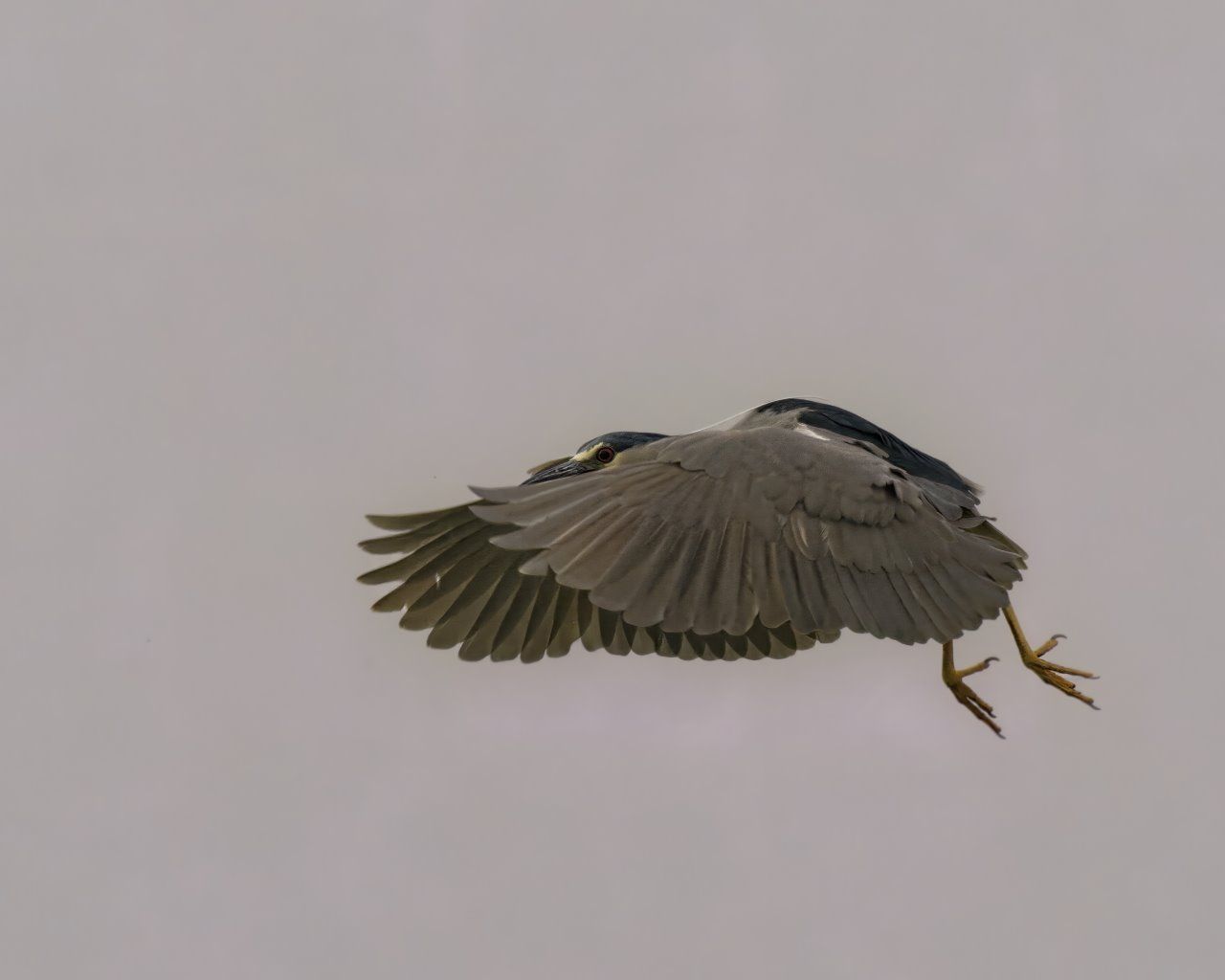 Un oiseau vole dans le ciel avec ses ailes déployées