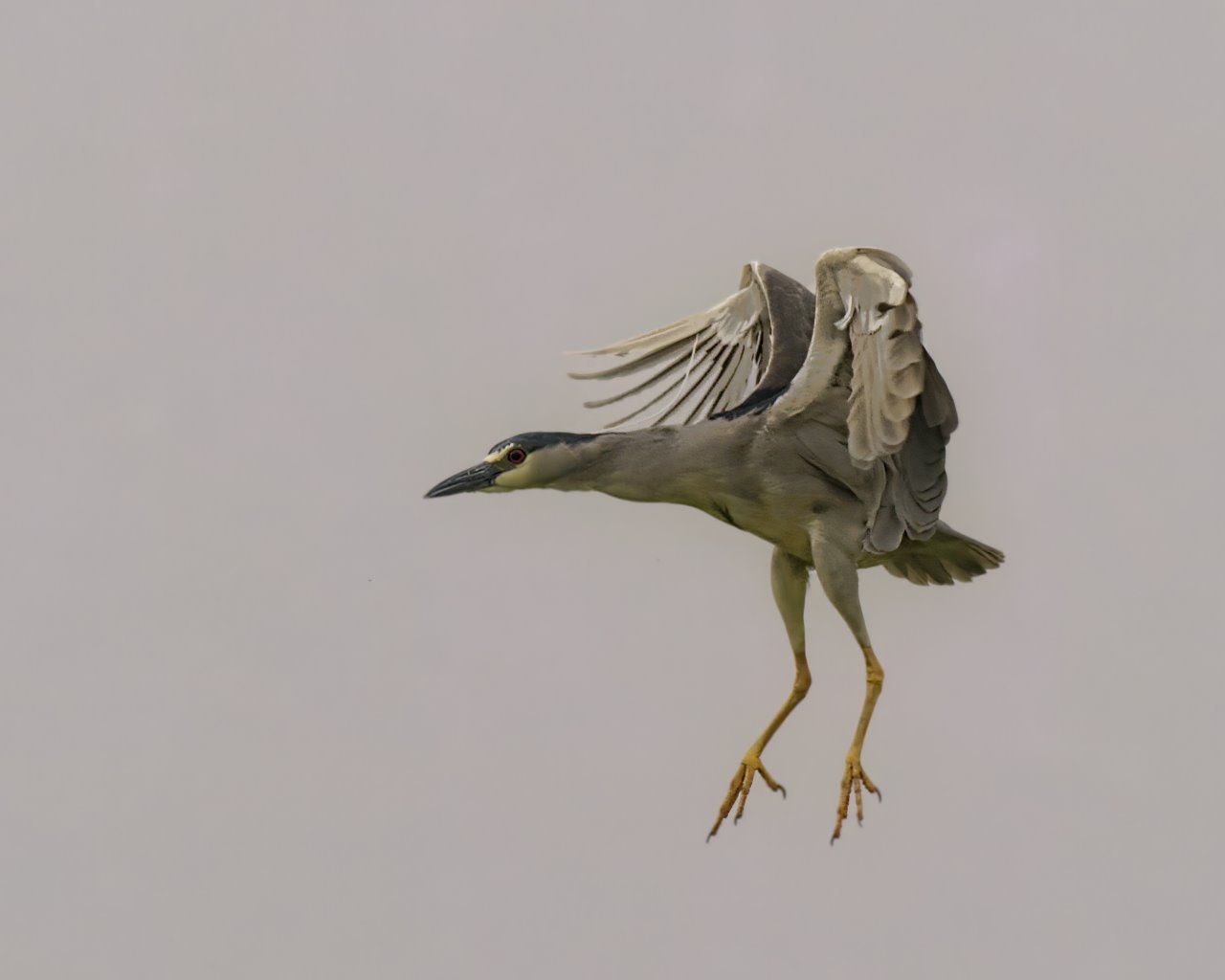 Un oiseau vole dans le ciel avec ses ailes déployées.