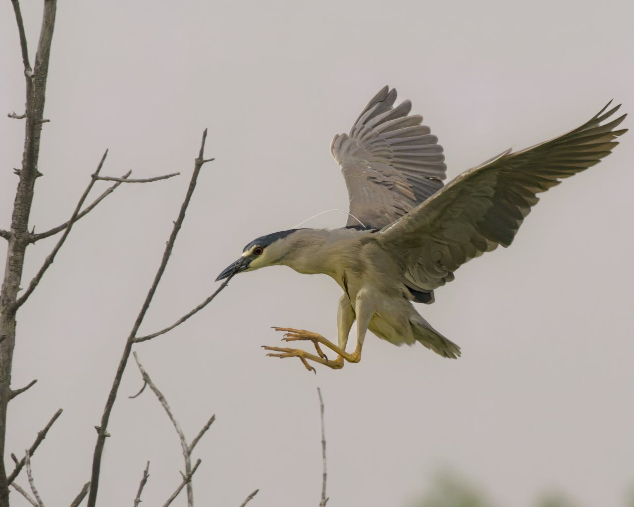 Un oiseau survole une branche d'arbre avec ses ailes déployées