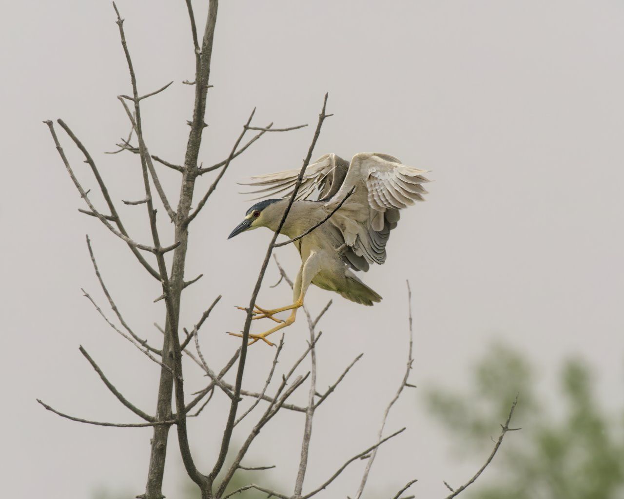 Un oiseau perché sur une branche d'arbre avec ses ailes déployées