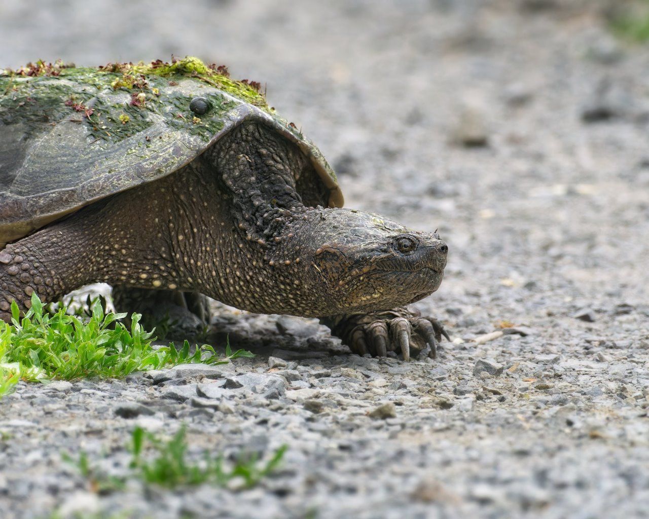 Un gros plan d'une tortue sur une route de gravier