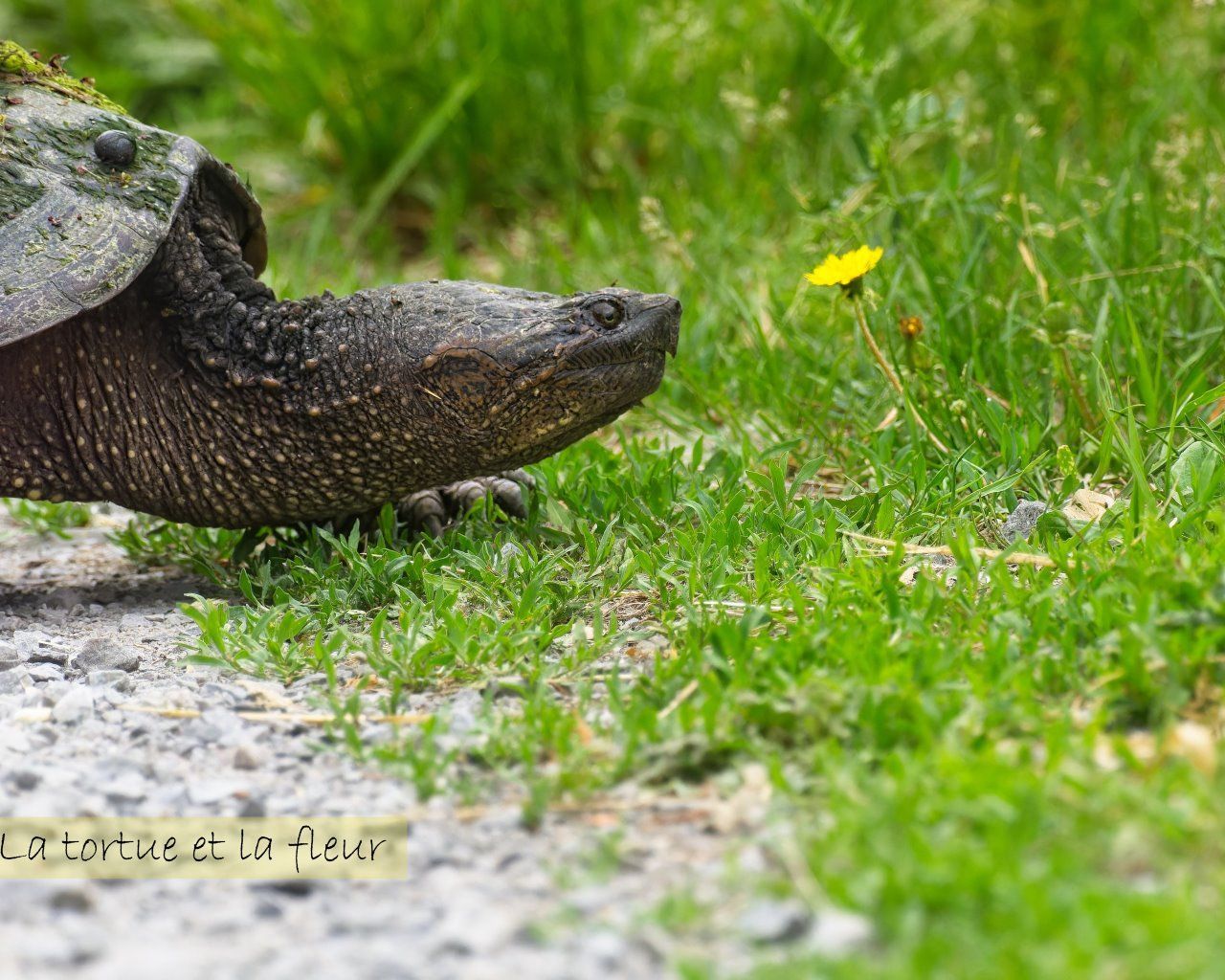 Un gros plan d'une tortue marchant dans l'herbe