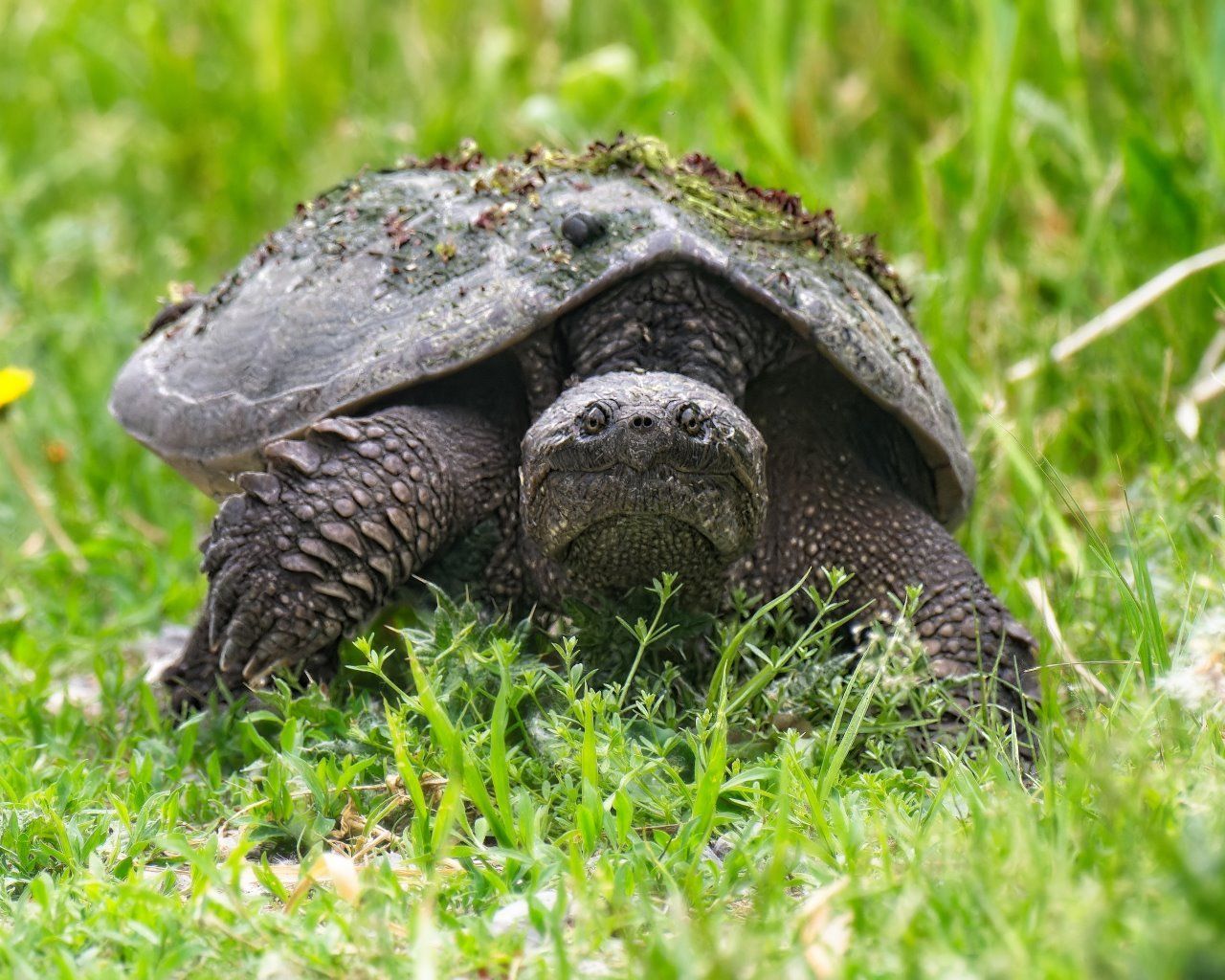 Une petite tortue est assise dans l'herbe et regarde la caméra.