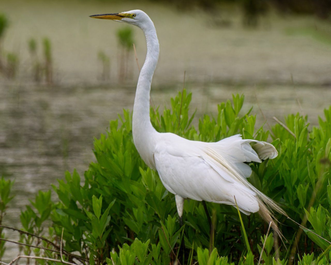 Un oiseau blanc avec un long cou se tient dans l'herbe près d'un plan d'eau.