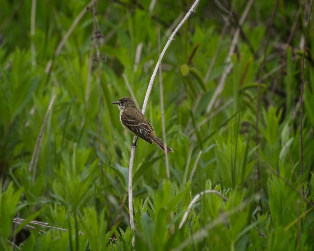 Un petit oiseau perché sur une branche dans l'herbe.