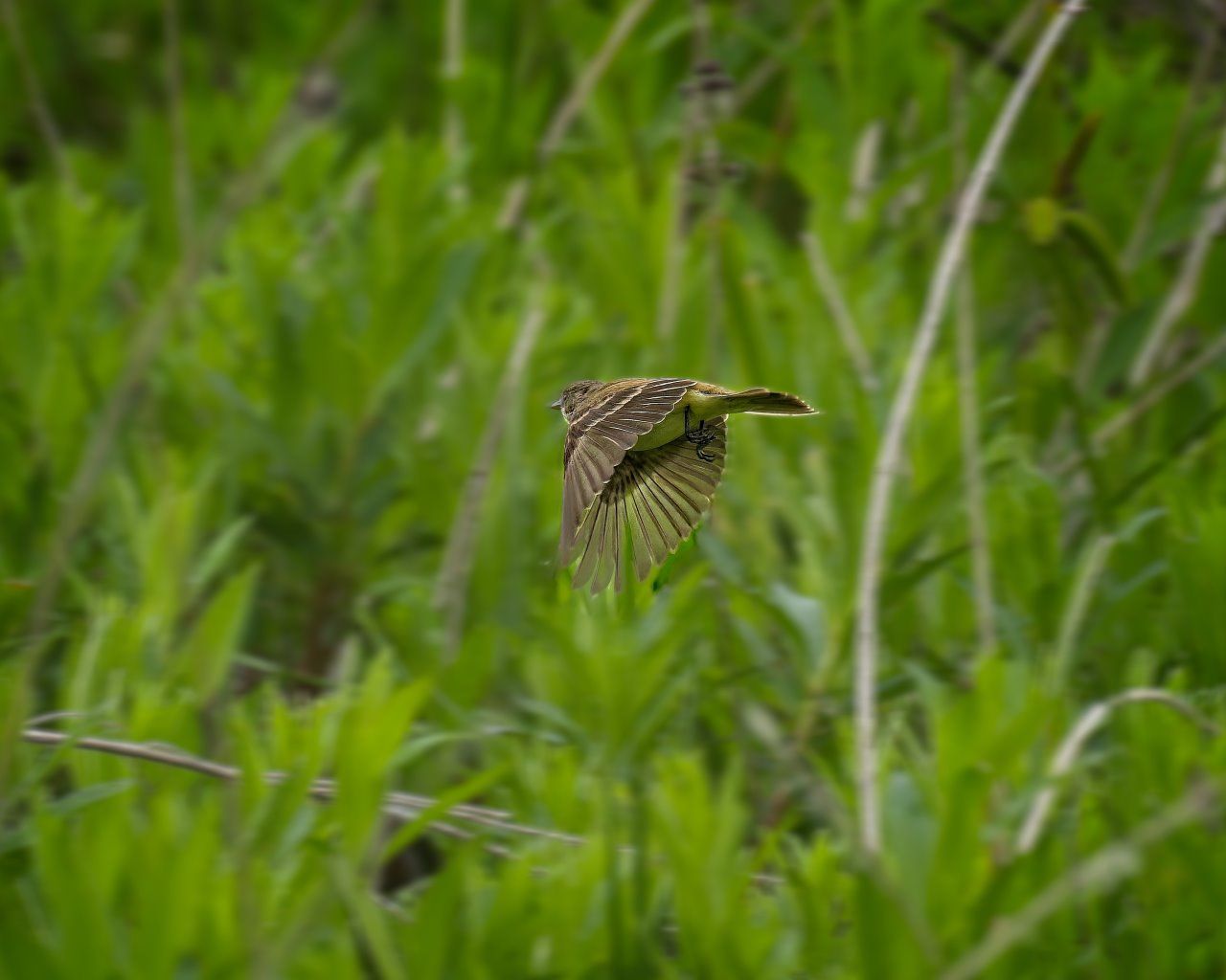 Un oiseau vole à travers un champ d'herbes hautes.