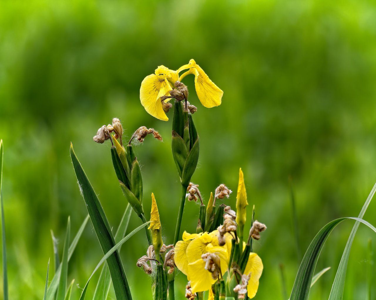 Un gros plan d'une fleur jaune dans l'herbe.