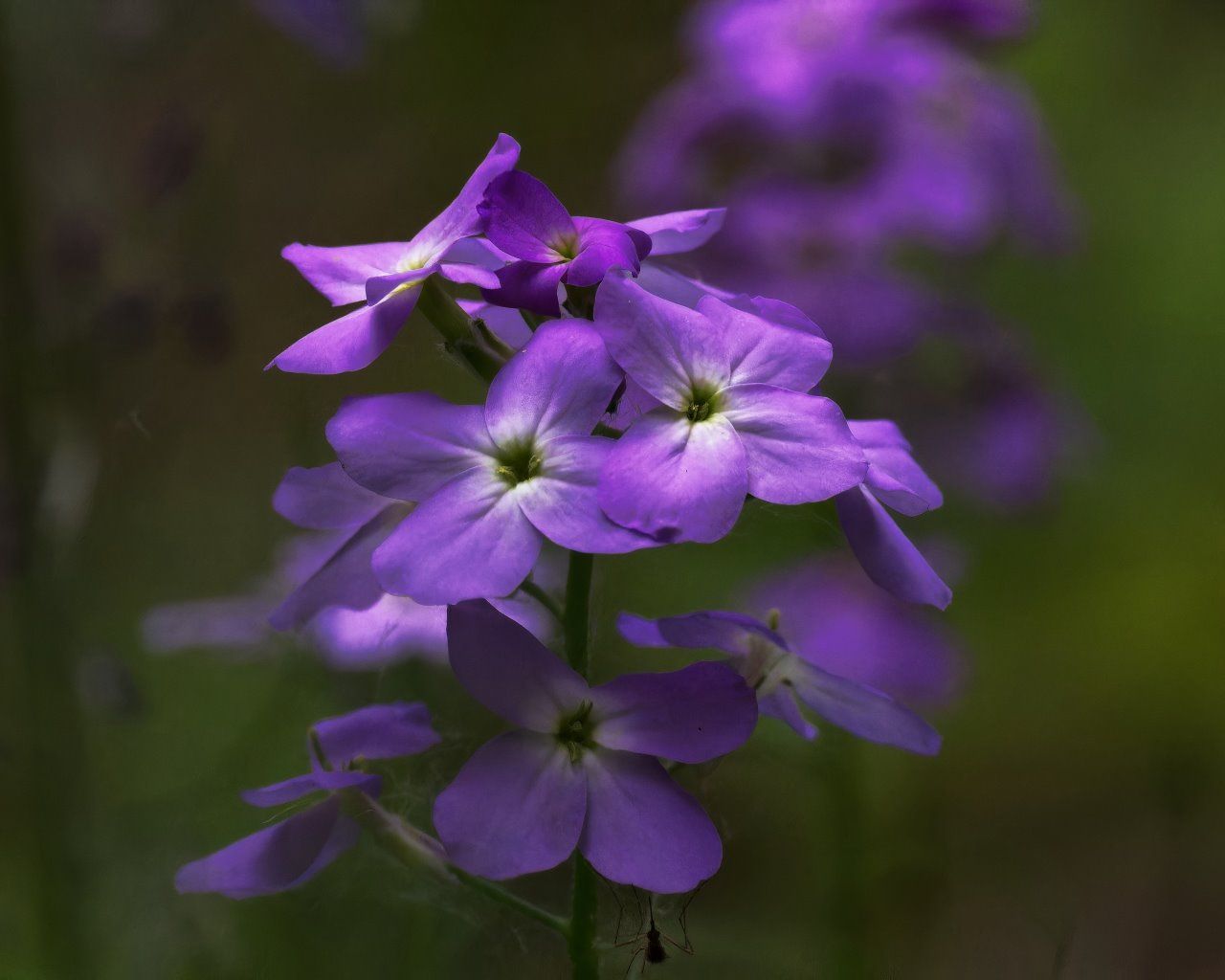 Un gros plan de fleurs violettes sur fond vert