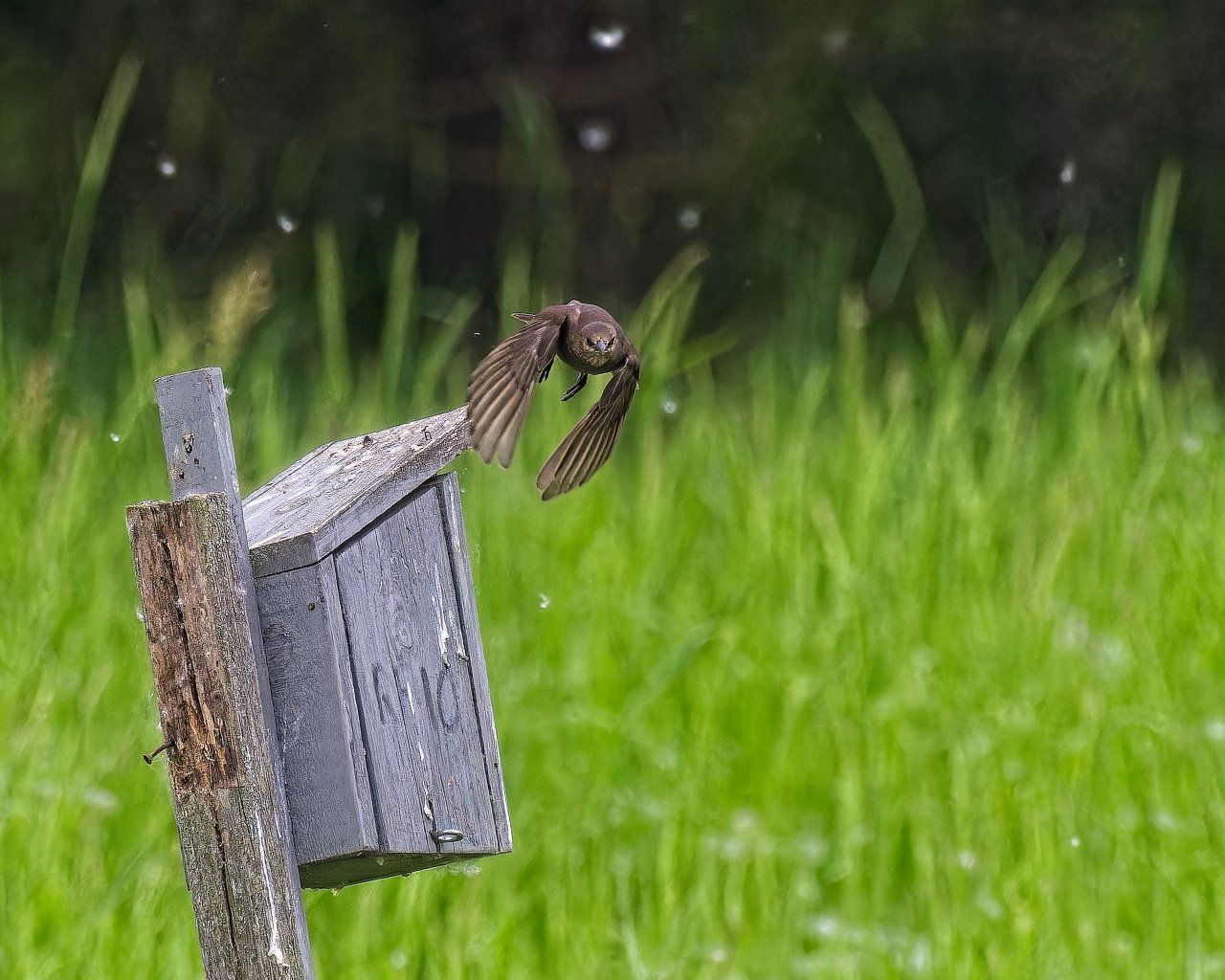 Un oiseau survole une boîte aux lettres dans l'herbe.