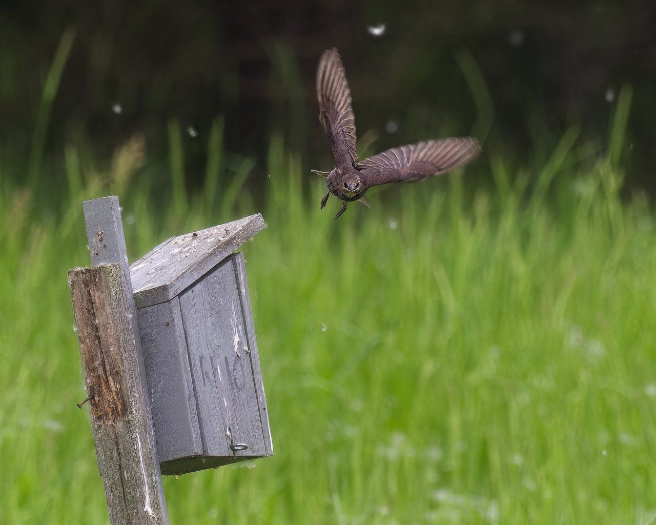 Un oiseau survole un nichoir dans l'herbe.