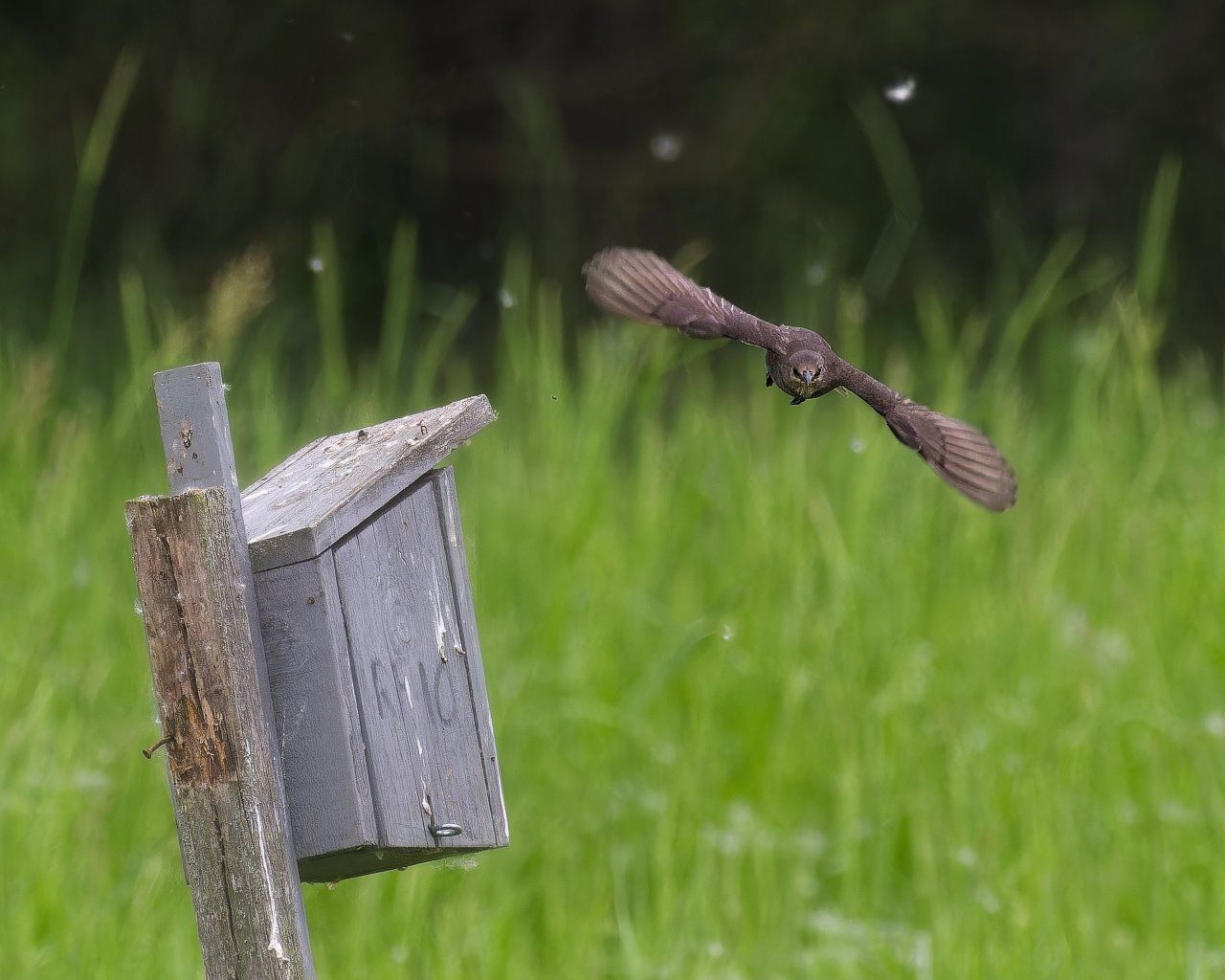 Un oiseau survole un nichoir dans l'herbe.