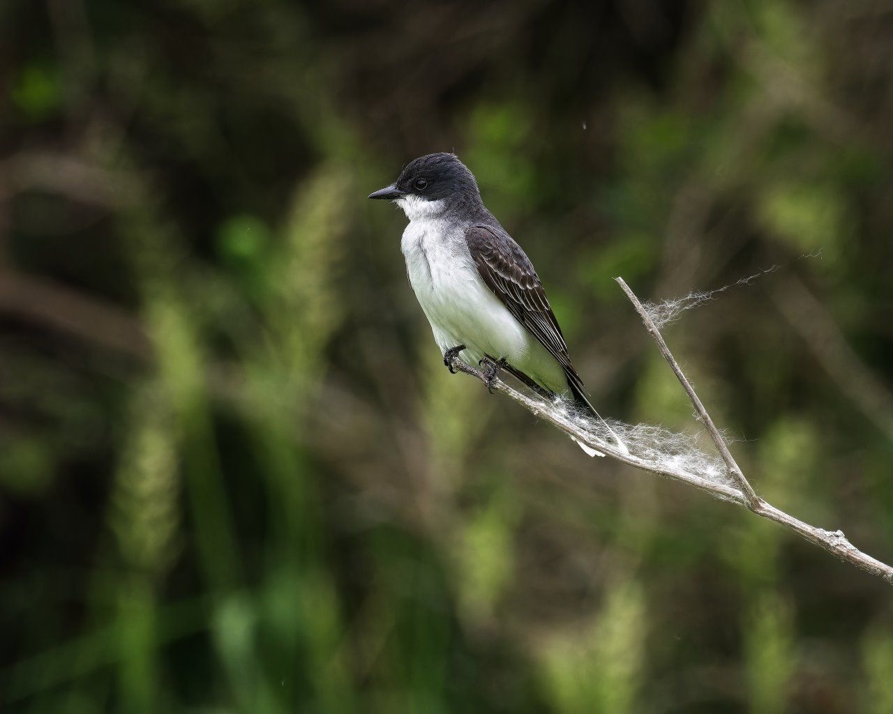 Un petit oiseau noir et blanc perché sur une branche d'arbre.