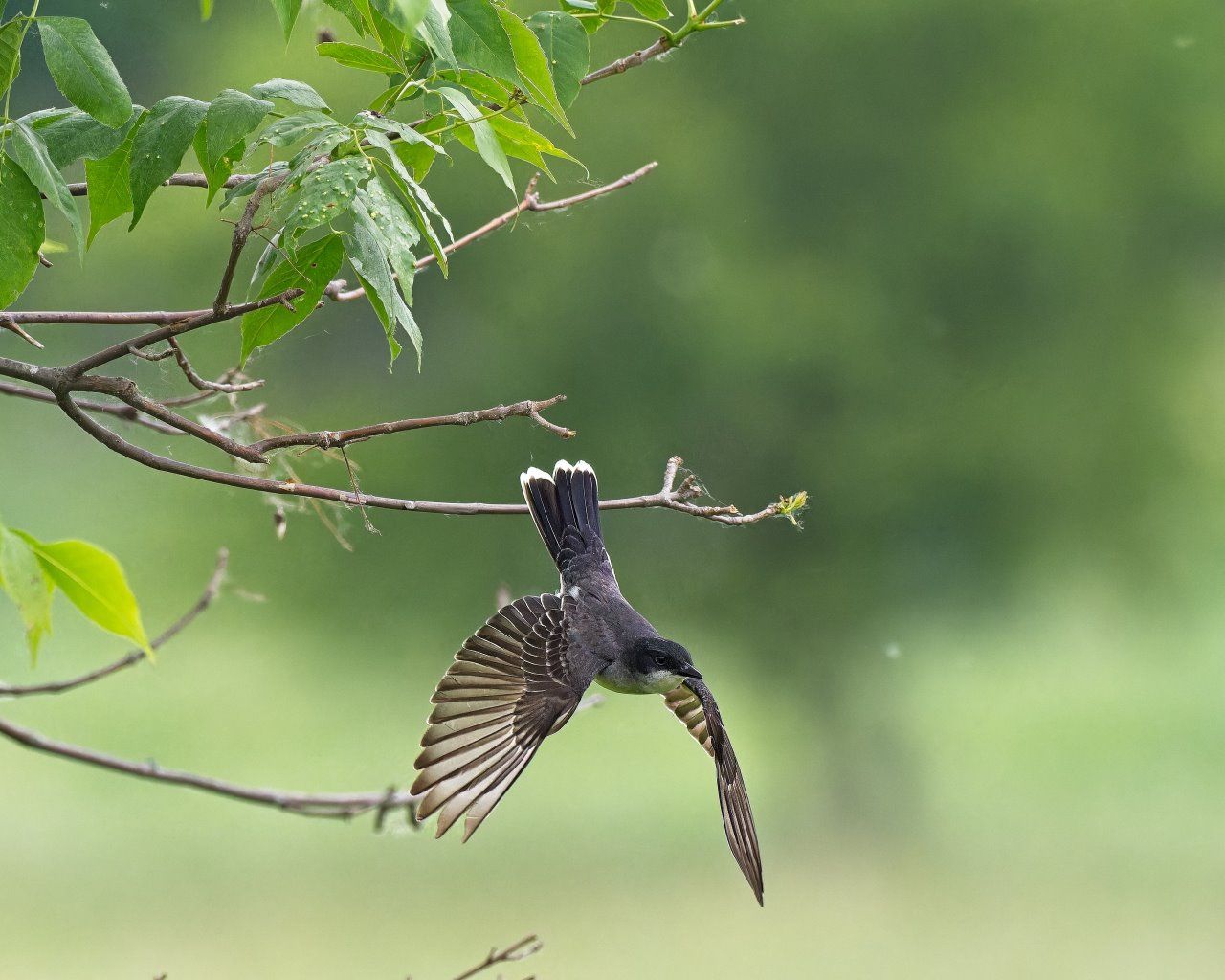Un oiseau vole depuis une branche d'arbre.