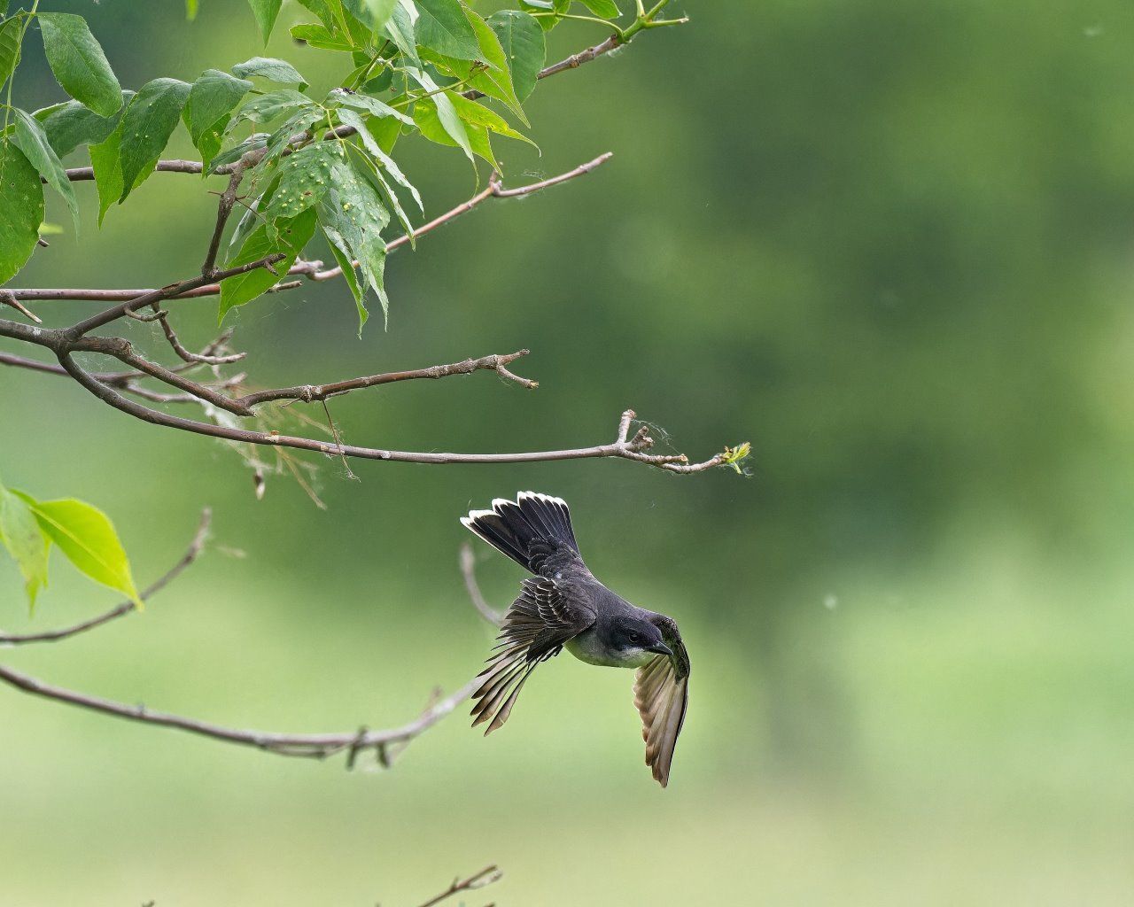 Un oiseau vole au-dessus d'une branche d'arbre.