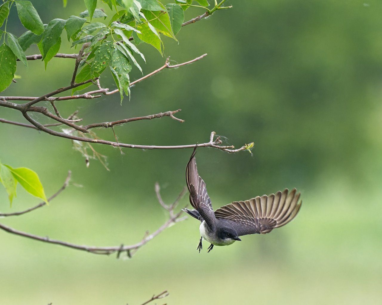 Un oiseau vole au-dessus d'une branche d'arbre.