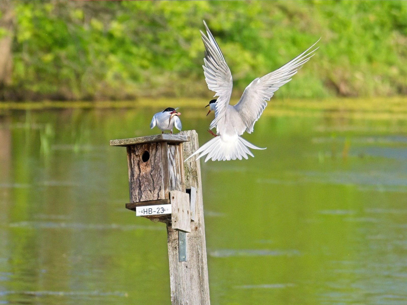 Un oiseau blanc est perché sur une branche d'arbre