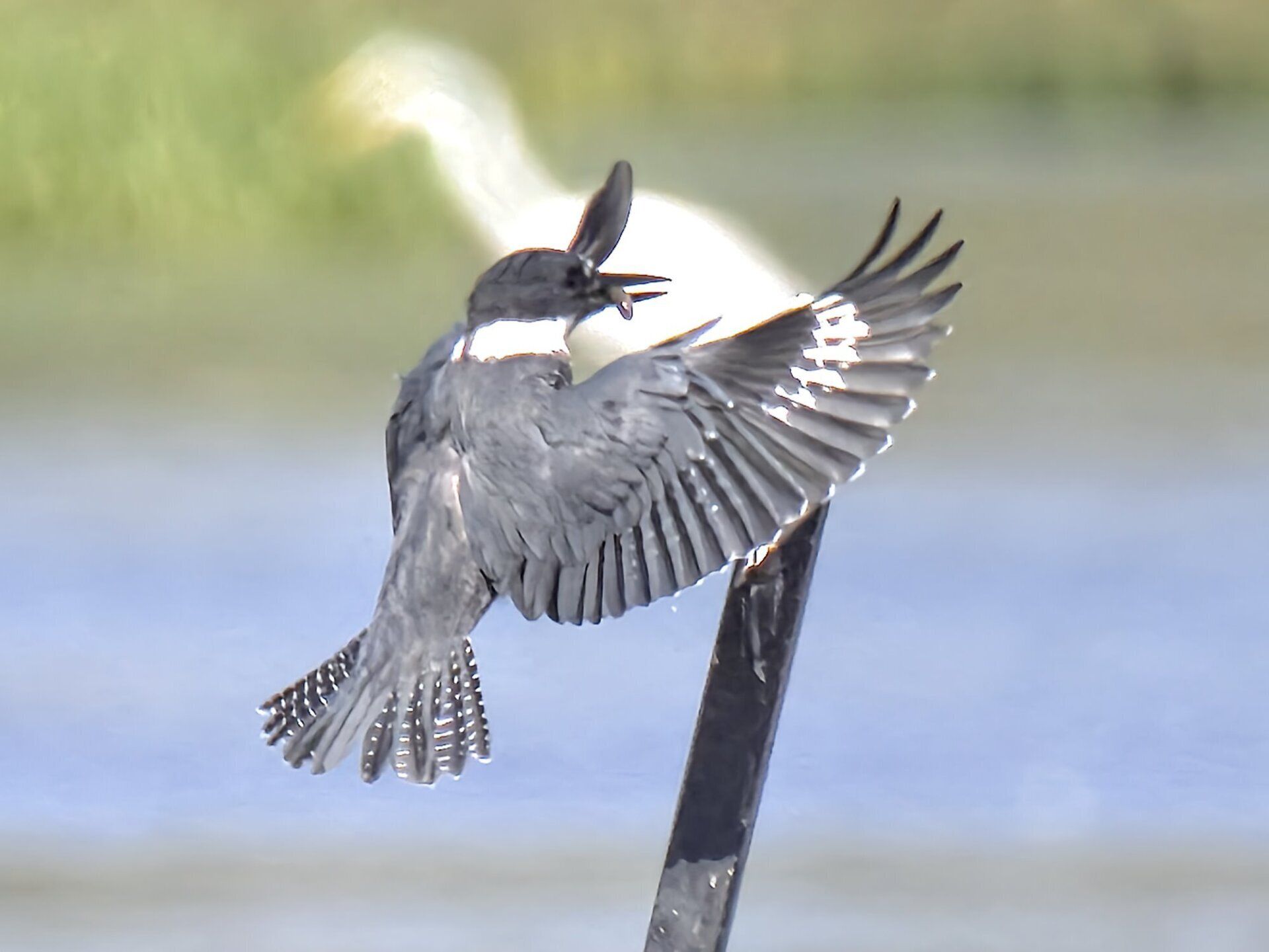 Un oiseau est assis sur un poteau avec ses ailes déployées