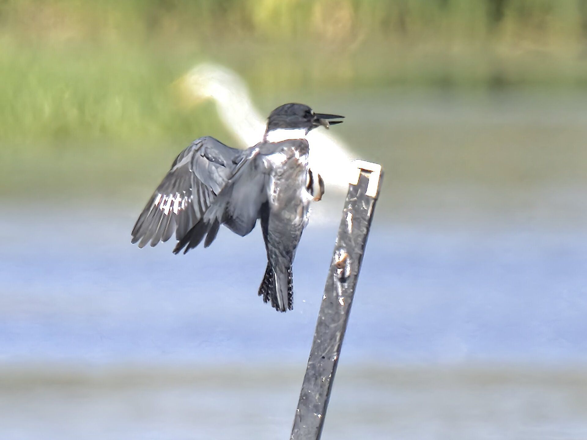 Un oiseau est perché sur un poteau surplombant un plan d'eau.