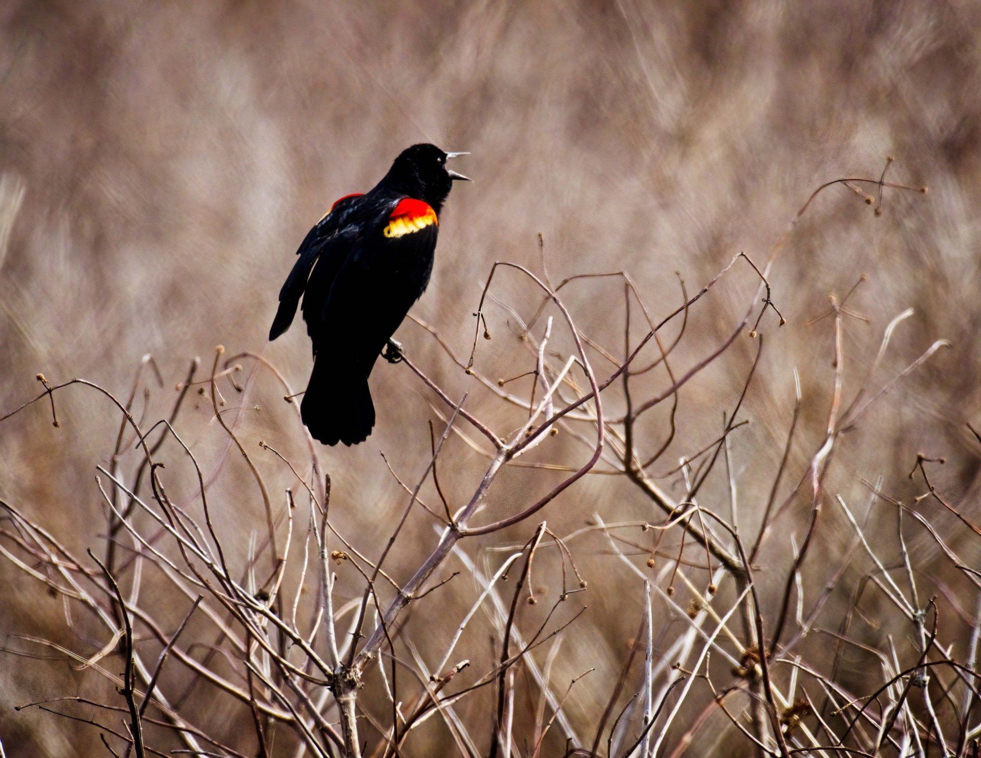 Un oiseau noir et rouge perché sur une branche