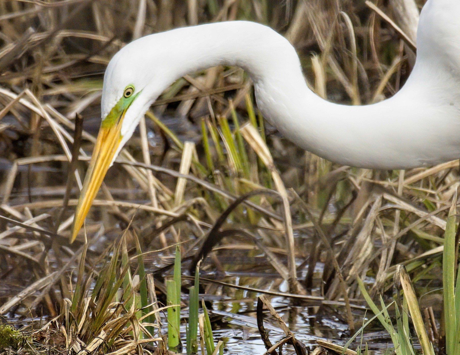 Un oiseau blanc avec un bec jaune se tient dans l'herbe