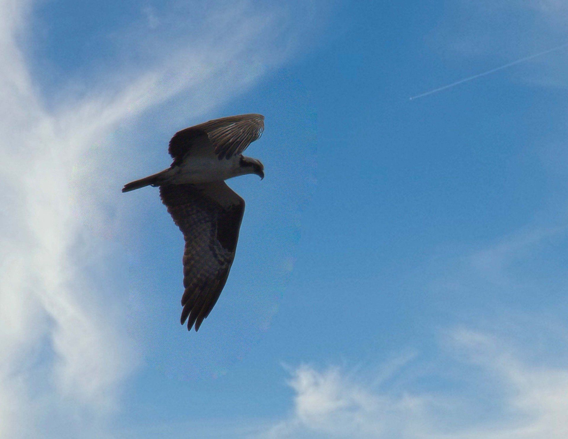 Un oiseau vole dans un ciel bleu avec des nuages
