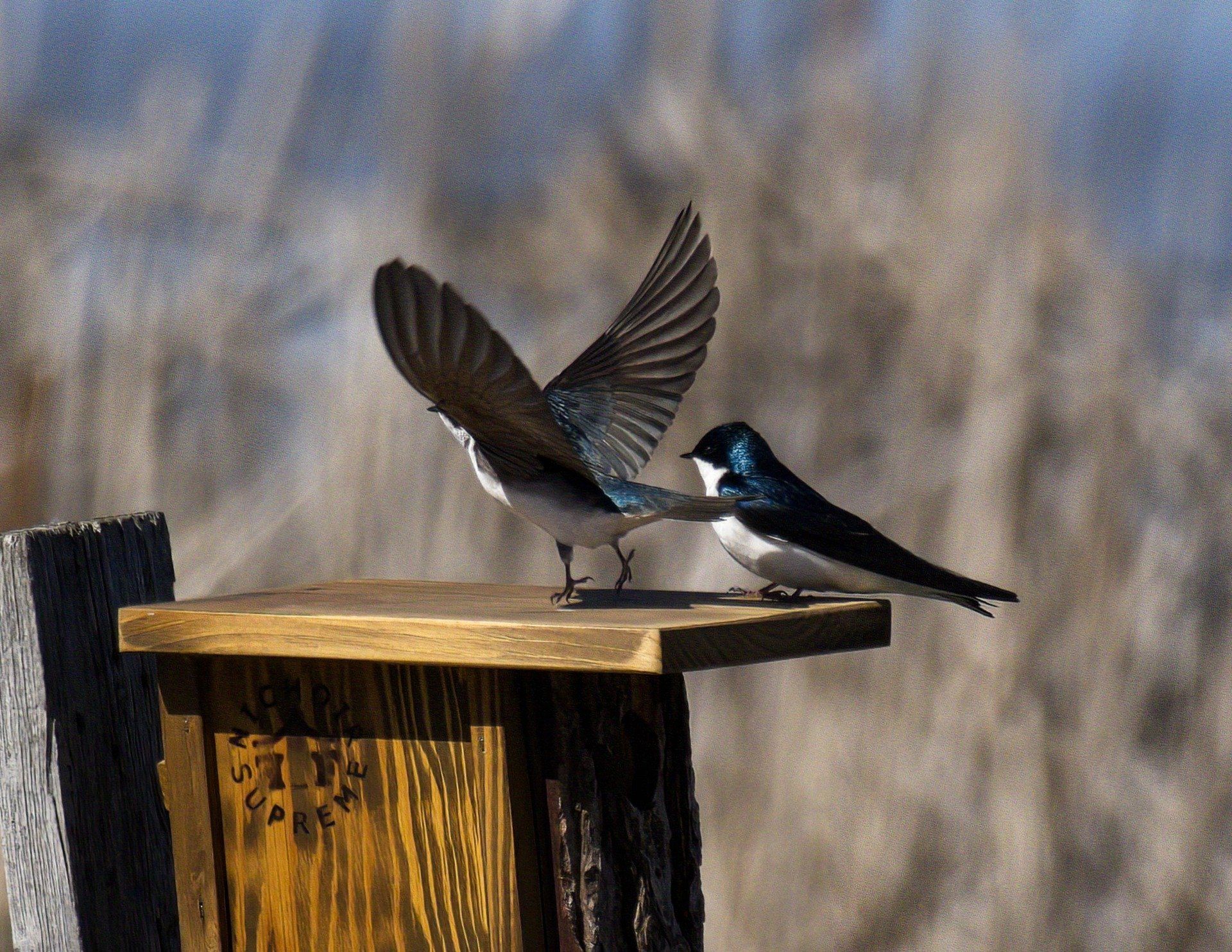 Deux oiseaux sont perchés au sommet d'un nichoir en bois