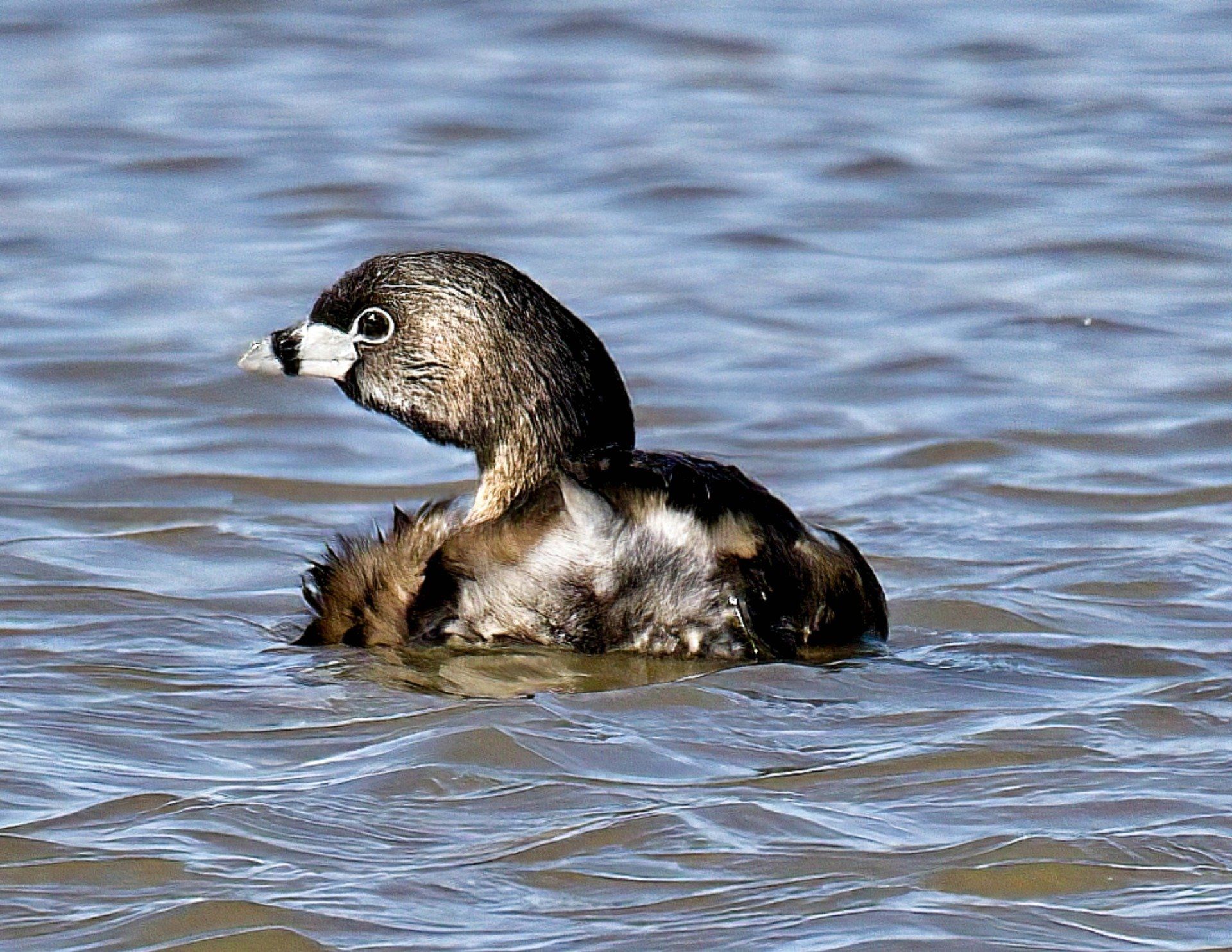 Un canard noir et blanc nage dans l'eau.