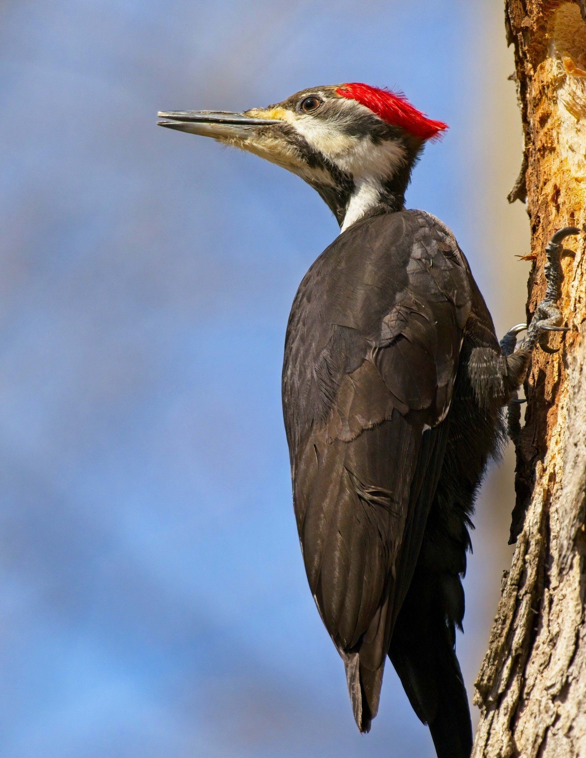 Un pic à tête rouge est perché sur un tronc d'arbre
