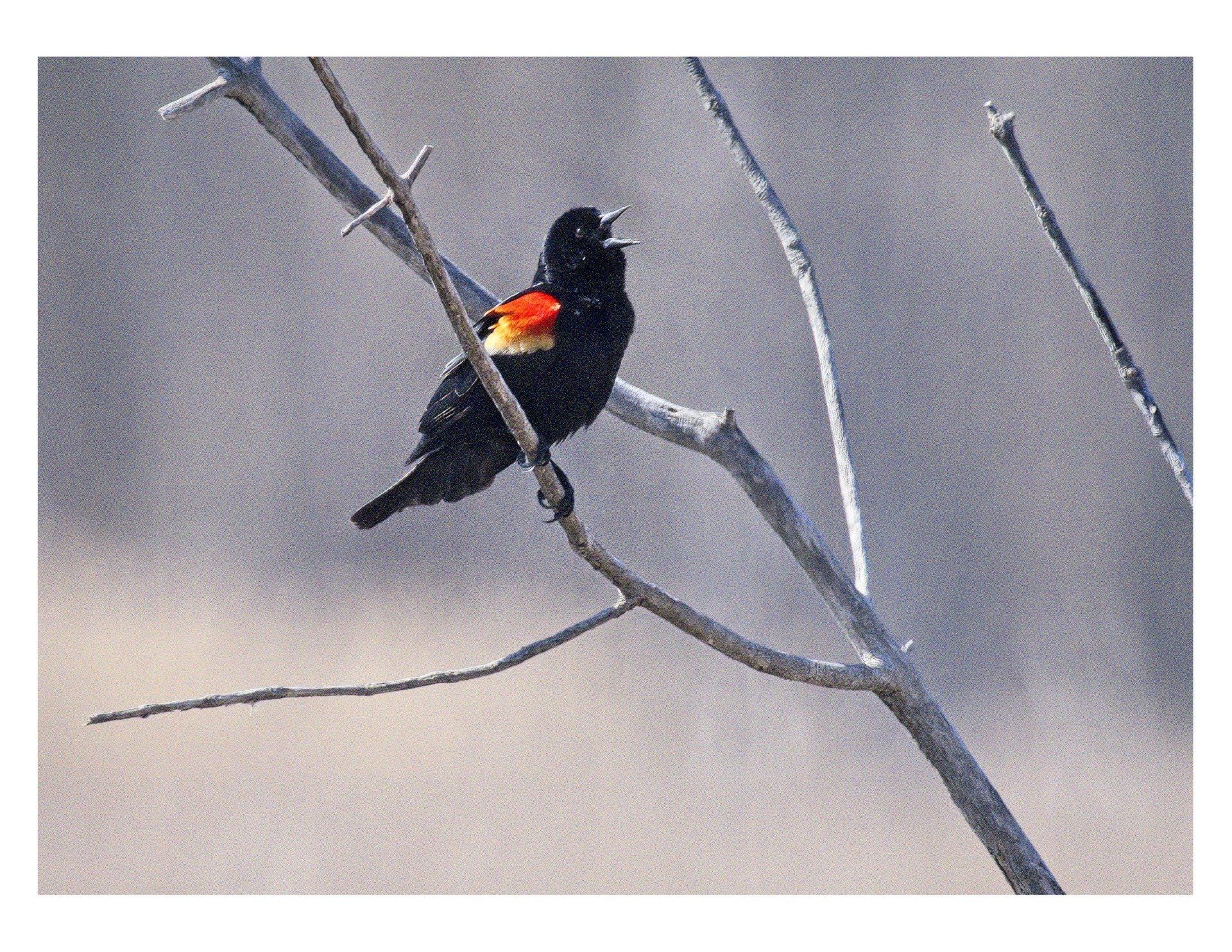 Un oiseau noir et rouge perché sur une branche d'arbre