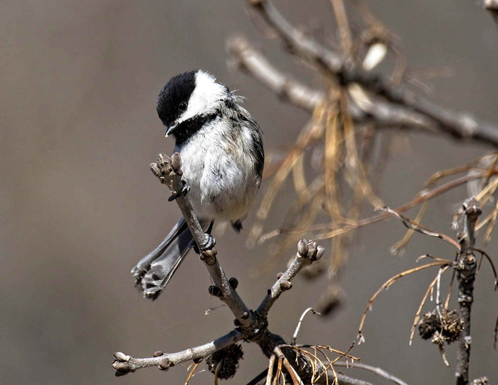 Un petit oiseau perché sur une branche d'arbre