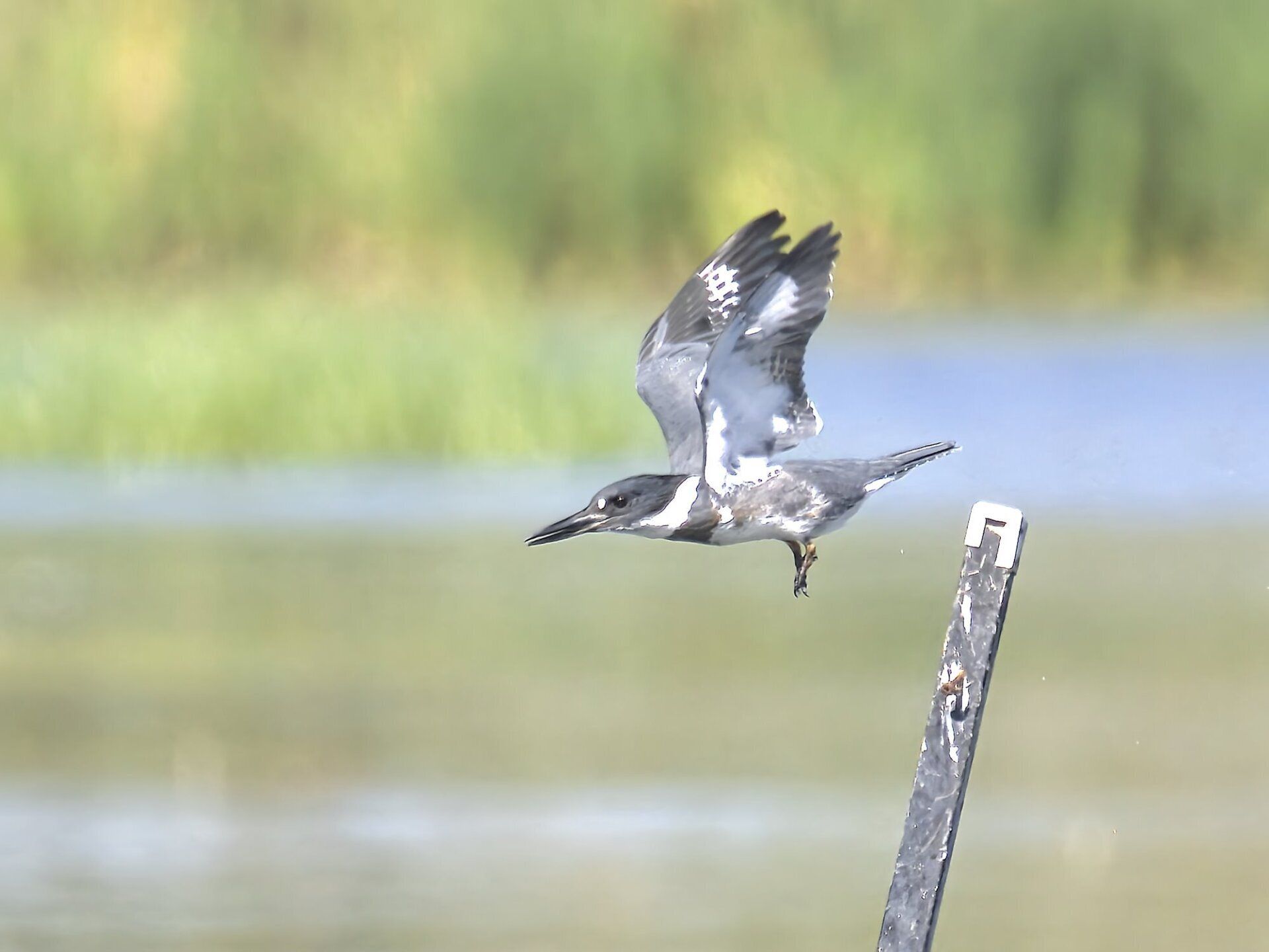 Un oiseau survole un poteau en bois dans l'eau.