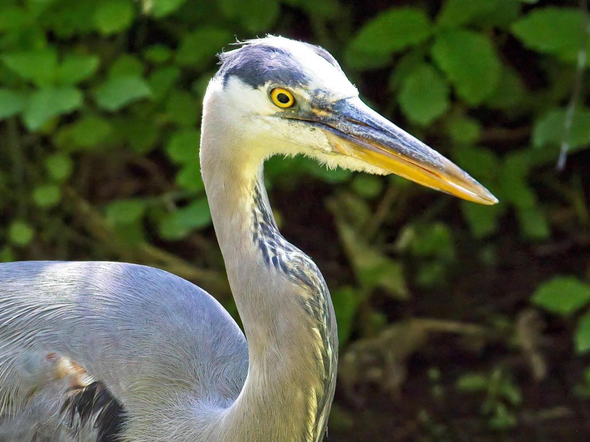 Un gros plan d'un oiseau avec un long cou et un bec jaune