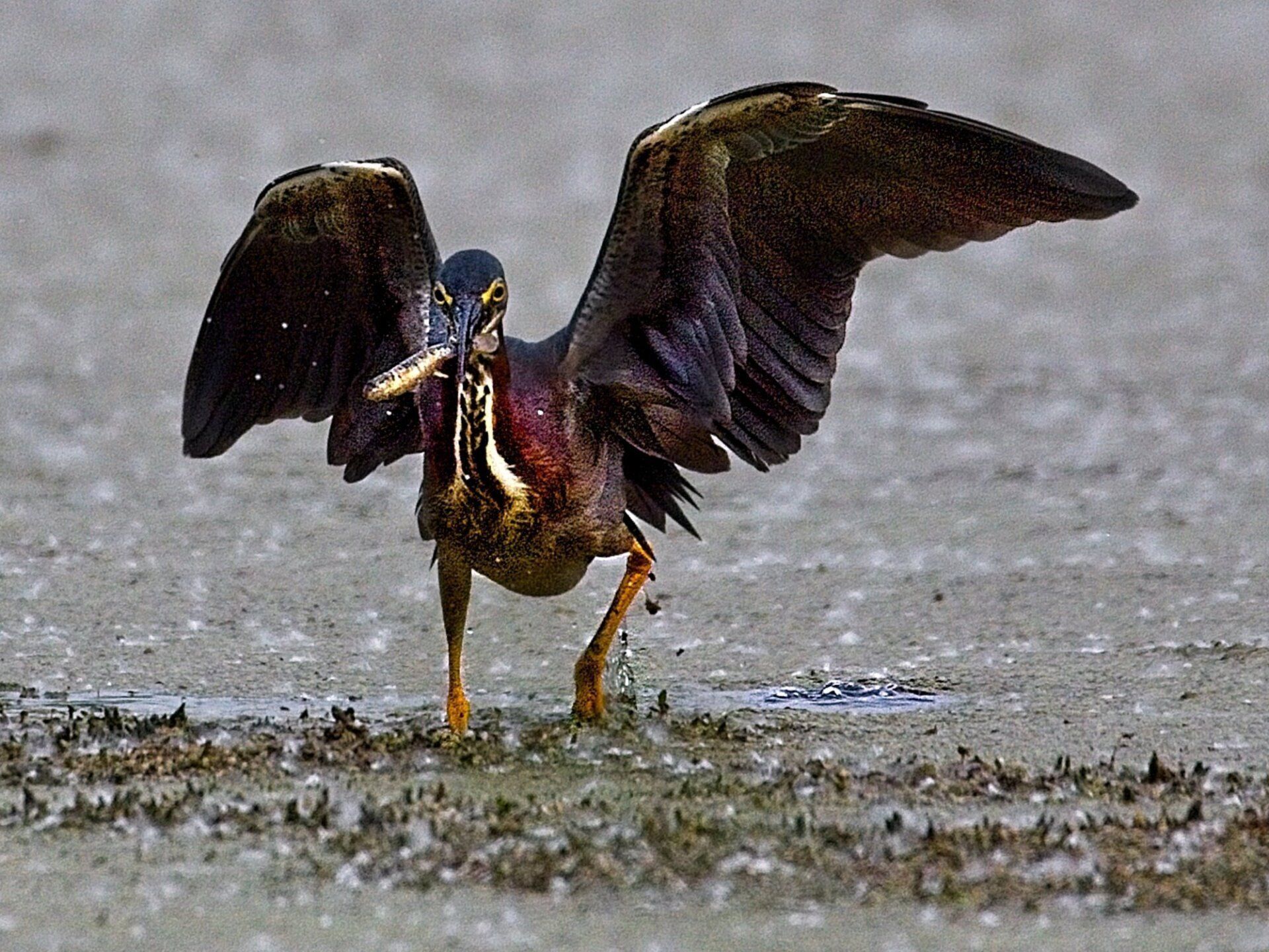 Un oiseau se tient dans la boue avec ses ailes déployées
