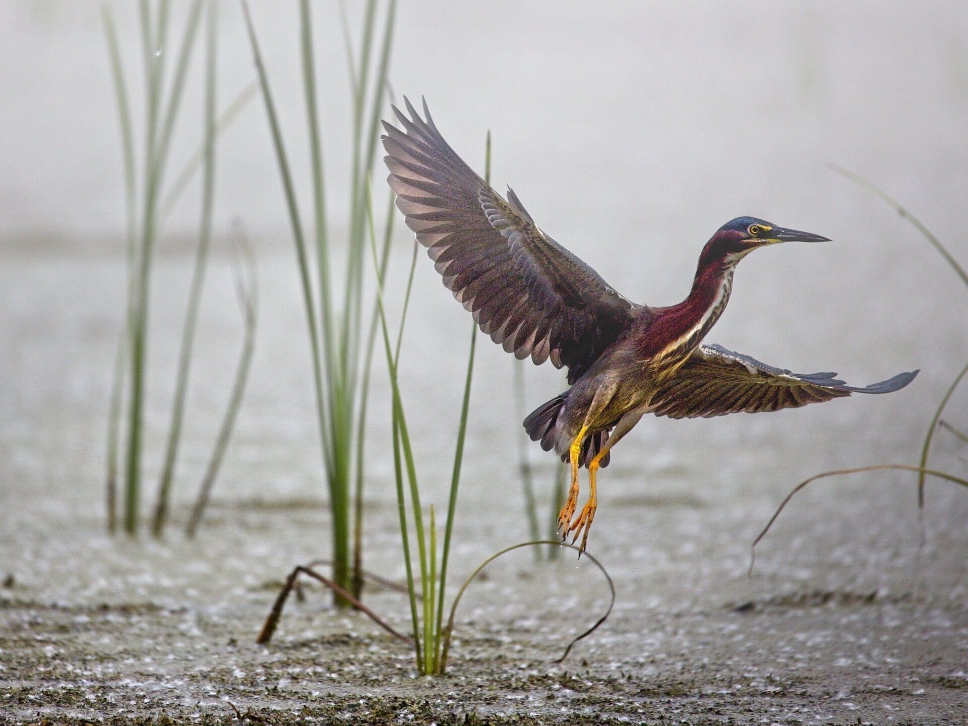 Un oiseau survole un plan d'eau.