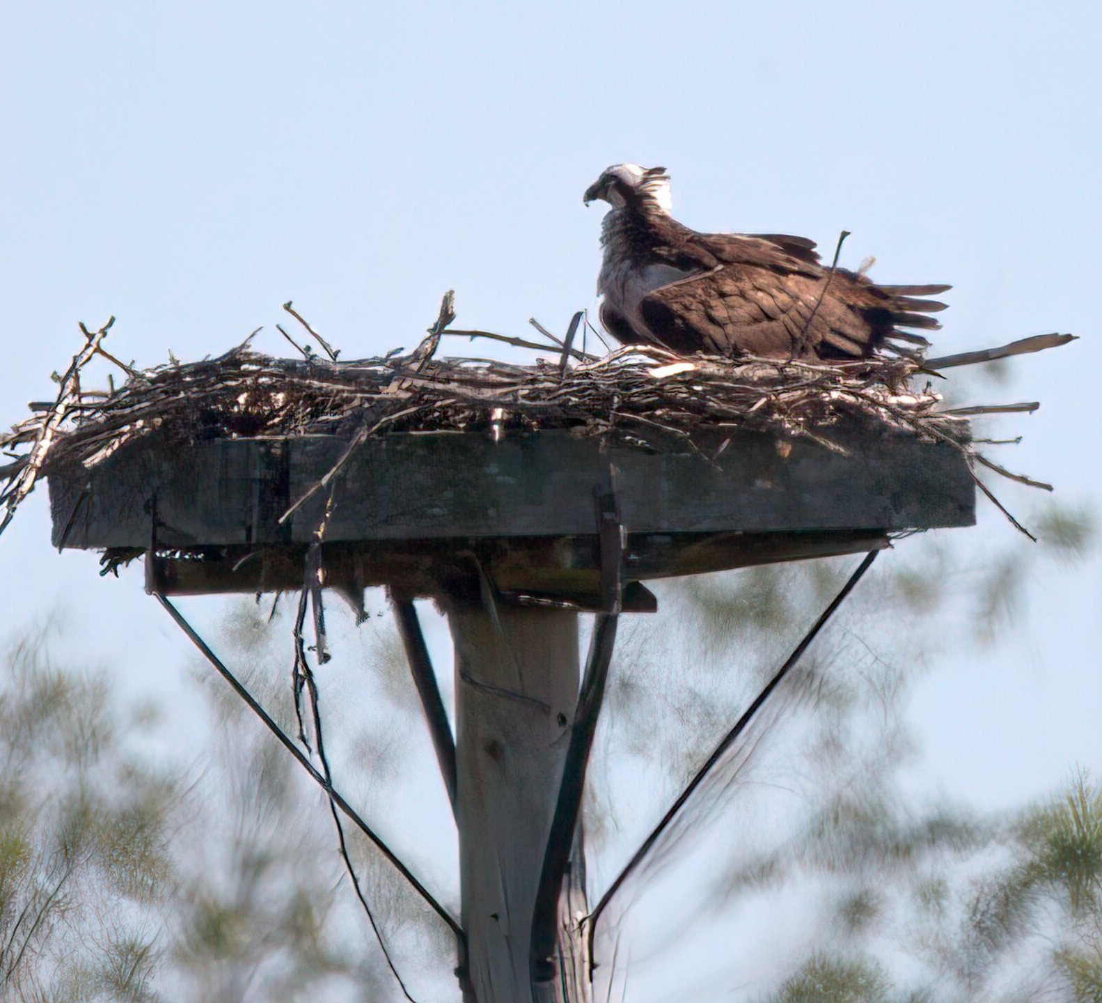 Deux oiseaux sont assis dans un nid au sommet d'un poteau